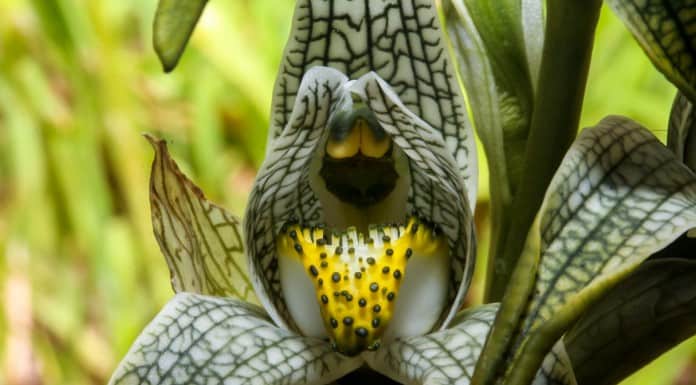 'צמחים בפוקוס'