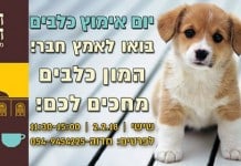 פותחים את הלב לחברים על ארבע: יום אימוץ כלבים ב"תחנה הראשונה"