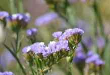 קנו זרעים, קנו קרדיט צלם - עומרי בכרך