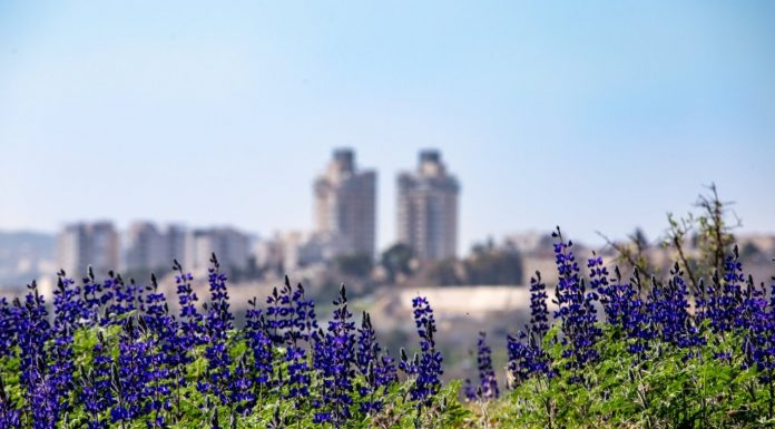דור פזואלו