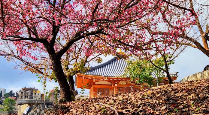 צילום תום עמית