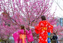 פריחת הדובדבן הקסומה בגן הבוטני גבעת רם ירושלים