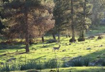 תושבי שכונת קמניץ החרדית בירושלים מתגייסים למען יער מיר