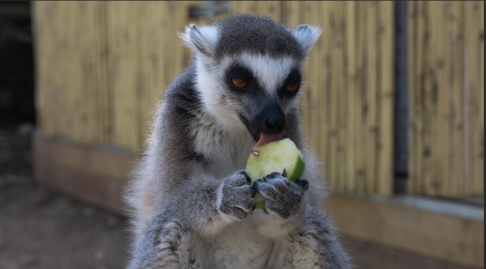 מה (וכמה) אוכל הקרנף? רגע לפני פסח בגן החיות התנ"כי