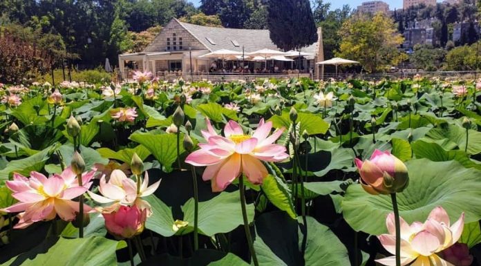 קרקס ביער אוגוסט בגן הבוטני בירושלים