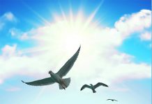 בראי האמונה | ספר חדש על פסיכולוגיה יהודית אמונית