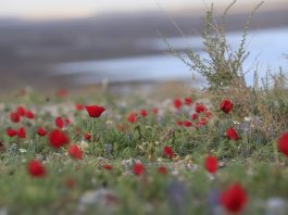 המדבר לבש מלכות: מרבדי הפלא שלמרגלות מצוק ההעתקים