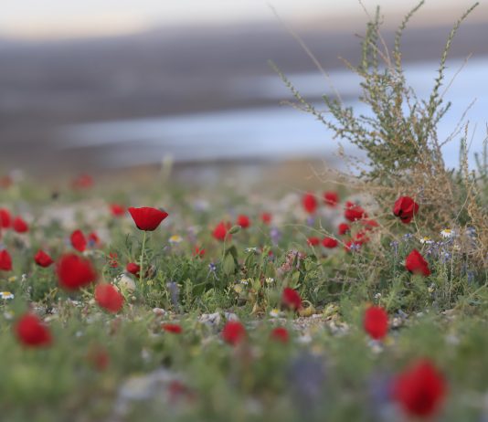 המדבר לבש מלכות: מרבדי הפלא שלמרגלות מצוק ההעתקים