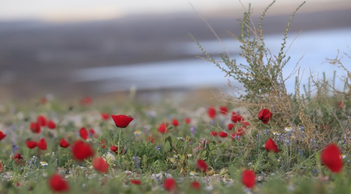 המדבר לבש מלכות: מרבדי הפלא שלמרגלות מצוק ההעתקים