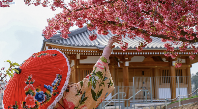 חוויה מרהיבה לכל המשפחה: פסטיבל הסאקורה בגן הבוטני ירושלים יפתח השבוע