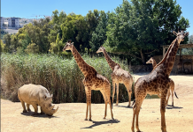 מפגשים וירטואליים בגן החיות התנ"כי – ללא תשלום!