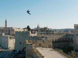 סִיסוֹ וְשָׂמְחוּ בִּירוּשָׁלַיִם ב- 7/6 , ב- 18:00 הציבור מוזמן לאירוע חגיגי, טקס הפרידה מסיסי החומות, אשר ימשיכו במסלול ההגירה שלהם, אחרי כמה חודשים של קינון בירושלים, בשלושת המקומות הקדושים- הכותל, הר הבית וכנסיית הקבר.