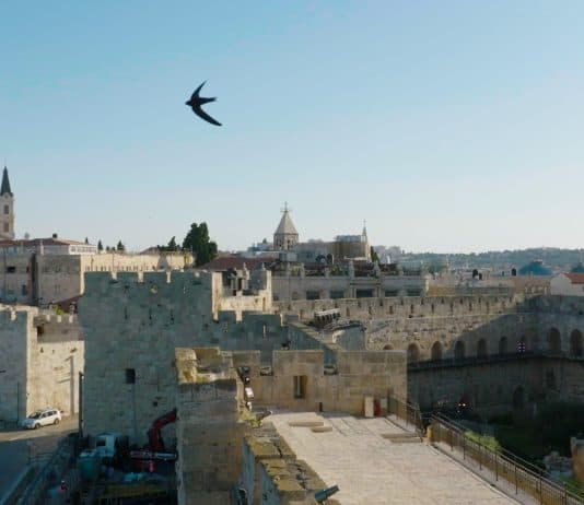 סִיסוֹ וְשָׂמְחוּ בִּירוּשָׁלַיִם ב- 7/6 , ב- 18:00 הציבור מוזמן לאירוע חגיגי, טקס הפרידה מסיסי החומות, אשר ימשיכו במסלול ההגירה שלהם, אחרי כמה חודשים של קינון בירושלים, בשלושת המקומות הקדושים- הכותל, הר הבית וכנסיית הקבר.