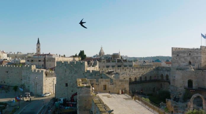 סִיסוֹ וְשָׂמְחוּ בִּירוּשָׁלַיִם ב- 7/6 , ב- 18:00 הציבור מוזמן לאירוע חגיגי, טקס הפרידה מסיסי החומות, אשר ימשיכו במסלול ההגירה שלהם, אחרי כמה חודשים של קינון בירושלים, בשלושת המקומות הקדושים- הכותל, הר הבית וכנסיית הקבר.