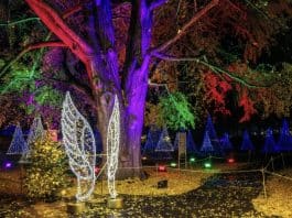 Winter is coming! פריז, רומא, ברלין, לונדון ועכשיו ירושלים! WINTER DREAMS חוויית האורות הבינלאומית שסחפה את העולם מגיעה לגן הבוטני בירושלים! גדולה יותר | מוארת יותר | מפתיעה יותר